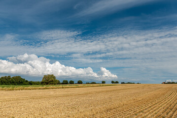 Tief blauer Himmel über einem abgeernteten Weizenfeld in Dänemark.