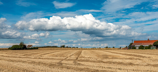 Tief blauer Himmel über einem abgeernteten Weizenfeld in Dänemark.