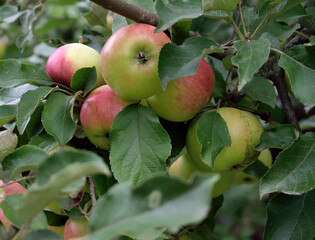 apple idyll in the garden, close-up as a texture for background