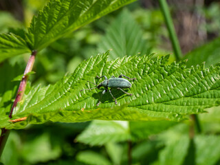 Close-up shot of the Short-nosed weevil or the nettle weevil (Phyllobius pomaceus) with bright...