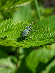Close-up shot of the Short-nosed weevil or the nettle weevil (Phyllobius pomaceus) with bright metallic green scales, combined with variations of gold, blue and copper colour on a leaf