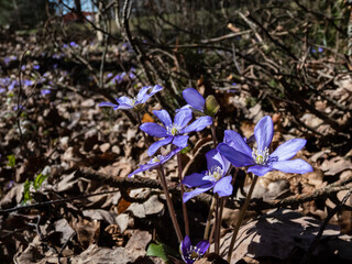Macro shot of the Common hepatica (Anemone hepatica or Hepatica nobilis) blooming with purple flowers in sunlight in the forest. Beautifu and delicate floral spring background