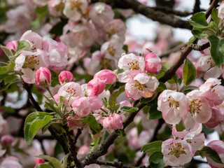 Fototapeta na wymiar White and pink buds and blossoms of apple tree flowering in an orchard in spring. Branches full with flowers with open and closed petals. Floral scenery
