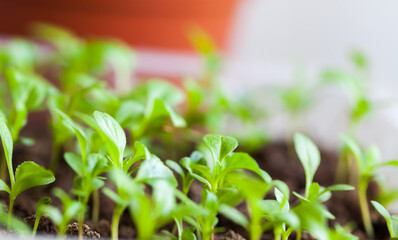 Green seedlings close up photo