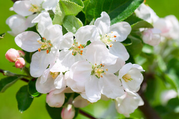 Fototapeta premium Apple tree in bloom, branch with white flowers on a sunny summer day