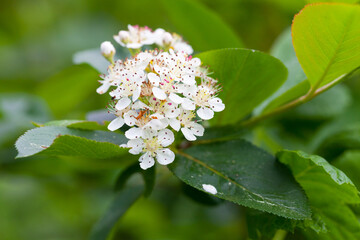 Cherry blossom, branch with white flowers, close-up photo