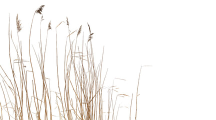 Dry coastal reed isolated on white background - obrazy, fototapety, plakaty
