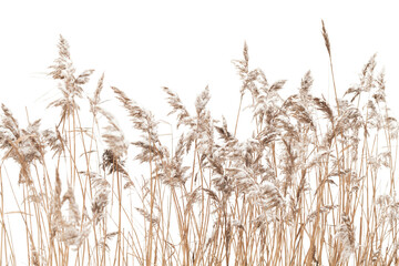 Dry coastal reed isolated on white, natural winter background - obrazy, fototapety, plakaty