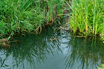 Sewage flows into the lake from the territory of a large plant. Leaking dirty water from the sewer.  Environmental pollution. Environmental problem