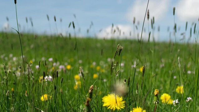Wiese im Fr&uuml;hling mit Wildblumen. L&ouml;wenzahn (Taraxacum), Wiesenschaumkraut (Cardamine Pratensis) und Wiesenkerbel (Anthriscus sylvestris) schaukeln im Wind. Aufgenommen im Sauerland, Deutschland.  