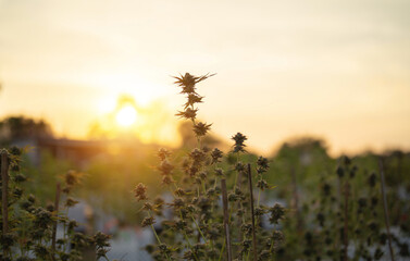 Outdoor marijuana field, hemp or cannabis plant flower leaves farm lab. Organic product in laboratory in technology medical, healthcare, research concept. Natural food. Ganja narcotic weed