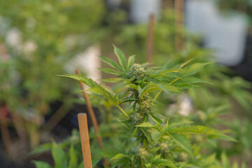 Outdoor marijuana field, hemp or cannabis plant flower leaves farm lab. Organic product in laboratory in technology medical, healthcare, research concept. Natural food. Ganja narcotic weed