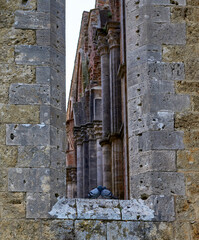 Fototapeta na wymiar Pigeons in the arch of the abandoned abbey of San Galgano
