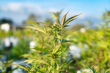 Outdoor marijuana field, hemp or cannabis plant flower leaves farm lab. Organic product in laboratory in technology medical, healthcare, research concept. Natural food. Ganja narcotic weed