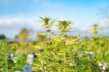 Outdoor marijuana field, hemp or cannabis plant flower leaves farm lab. Organic product in laboratory in technology medical, healthcare, research concept. Natural food. Ganja narcotic weed