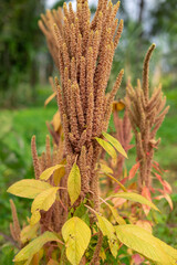 Close-up of a yellow amaranthus plant