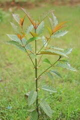 Kratom tree, or Mitragyna speciosa, species with red petioles.