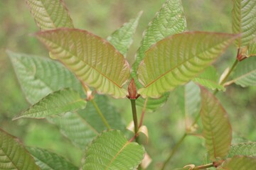 Young leaves of Kratom plant or Mitragyna speciosa species, red petiole.