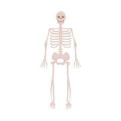 Human skeleton anatomy. Dead body bones, simple skeletal system, front view. Skull, chest, ribs, legs anterior. Anatomical flat vector illustration isolated on white background