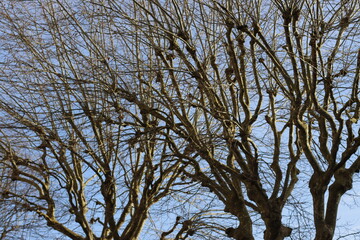 tree branches against blue sky