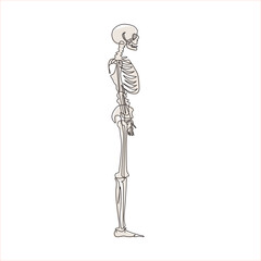Single one line drawing side view full anatomical skeleton of a person and individual bones. Performed as an art illustration in a scientific medical style. Continuous line draw design graphic vector
