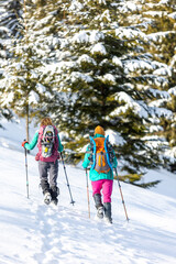 Travelers travel together through beautiful nature in winter. two girls walk through the woods in winter.