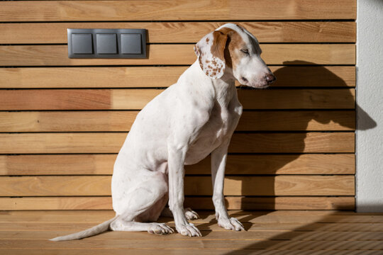 Cute istrian shorthaired hound relaxing and sunbathing on wooden ground and isolated in front of wooden background with 3 modern sockets - using solar energy - concept picture for reneweable energy 