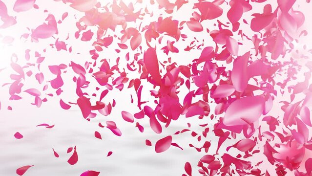 
Valentine day greeting. happy valentine's day. Pink Rose video. Pink Rose Petals happy valentine day background.