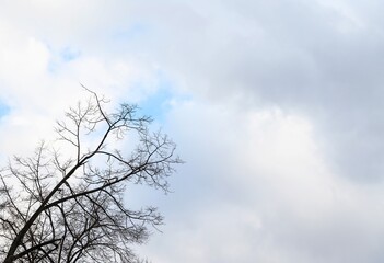 Early spring in central Russia. A large leafless tree lifts its branches into a cloudy spring sky. The photo carries a sad mood of cold weather.