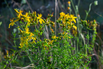 A close up of the blooming medicinal herb hypericum Hypericum perforatum