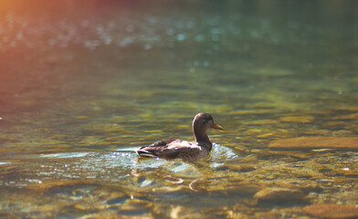 A duck is swimming in a mountain lake. Concept of a peaceful and tranquil vacation in the mountains of Europe.