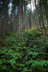 Mystic mountain forest. Local scenery of the forest descending from the top of Moeskie Oko lake in Zakopane, Tatra Mountains.
