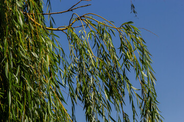 Weeping willow tree foliage background. Weeping willow branches with green leaves. Close up view of green foliage of crying willow tree - obrazy, fototapety, plakaty