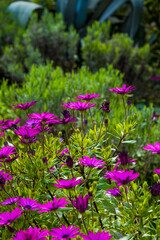Purple Osteospermum fruticosum