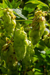Humulus lupulus is a species of perennial herbaceous plants of the hemp family. A medicinal plant that grows in the wild and is also cultivated in agro-industry