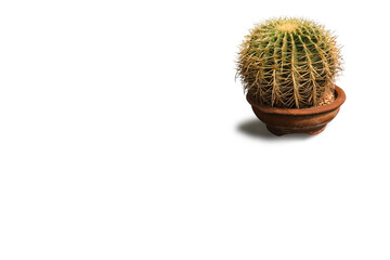 Close-up isolated photo of a cactus growing in a pot on a white background.
