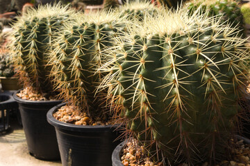 A close-up shot of a cactus plant in a pot in the clear front and blurred background.
