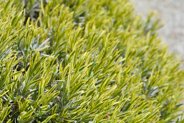 Lavender Platinum Blonde leaves