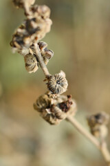 Common marsh mallow seeds