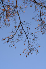 Silver lime branch in winter