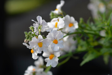 Fototapeta na wymiar Nemesia flowers