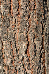 Eastern white pine bark detail