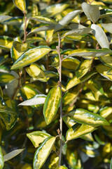 Oleaster Limelight variegated leaves