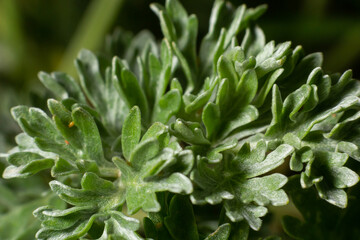 Wormwood green grey leaves background. Artemisia absinthium absinthium, absinthe wormwood green gray plant, close up macro, top view - obrazy, fototapety, plakaty