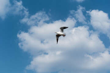 Fototapeta na wymiar A black headed gull aka Chroicocephalus ridibundus flying in a blue sky with white clouds.