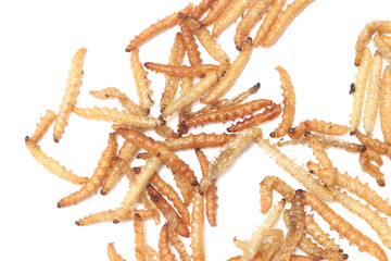 Fast food and snacks in Thailand fried worms