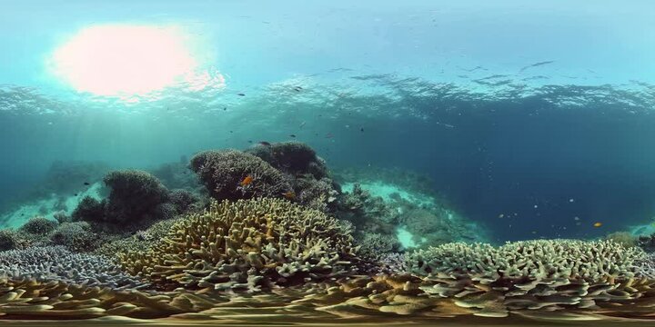 Tropical coral reef seascape with fishes, hard and soft corals. 360VR Video.
