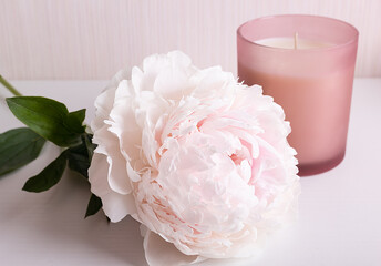 greeting card with selective focus on light peony flower and pink candle