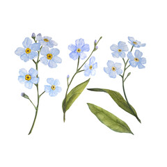 Fototapeta na wymiar Watercolor illustration of blue forget-me-nots isolated set on white background