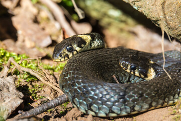 Curled up Grass snakes basking in the sunshine
